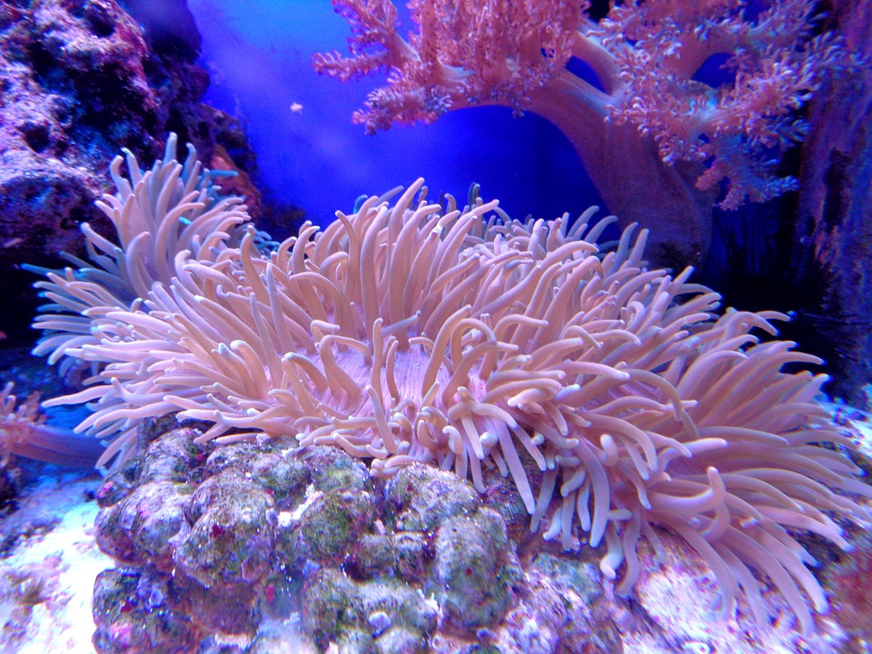 coral