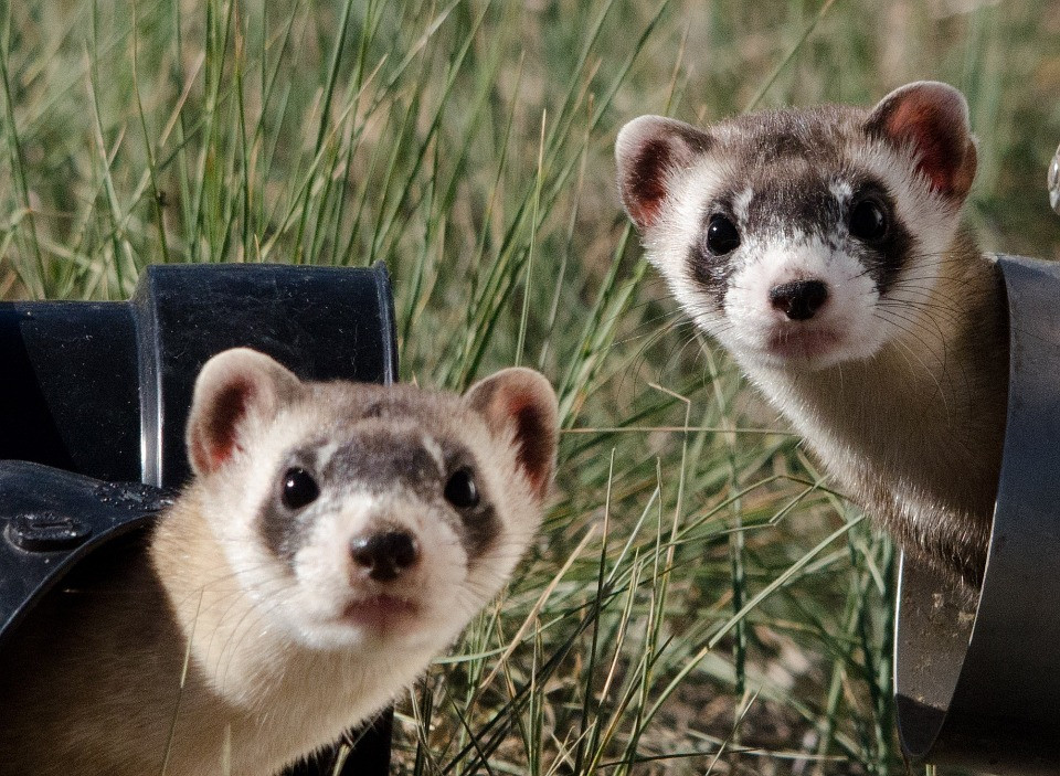 black-footed-ferrets-967192-960-720orig