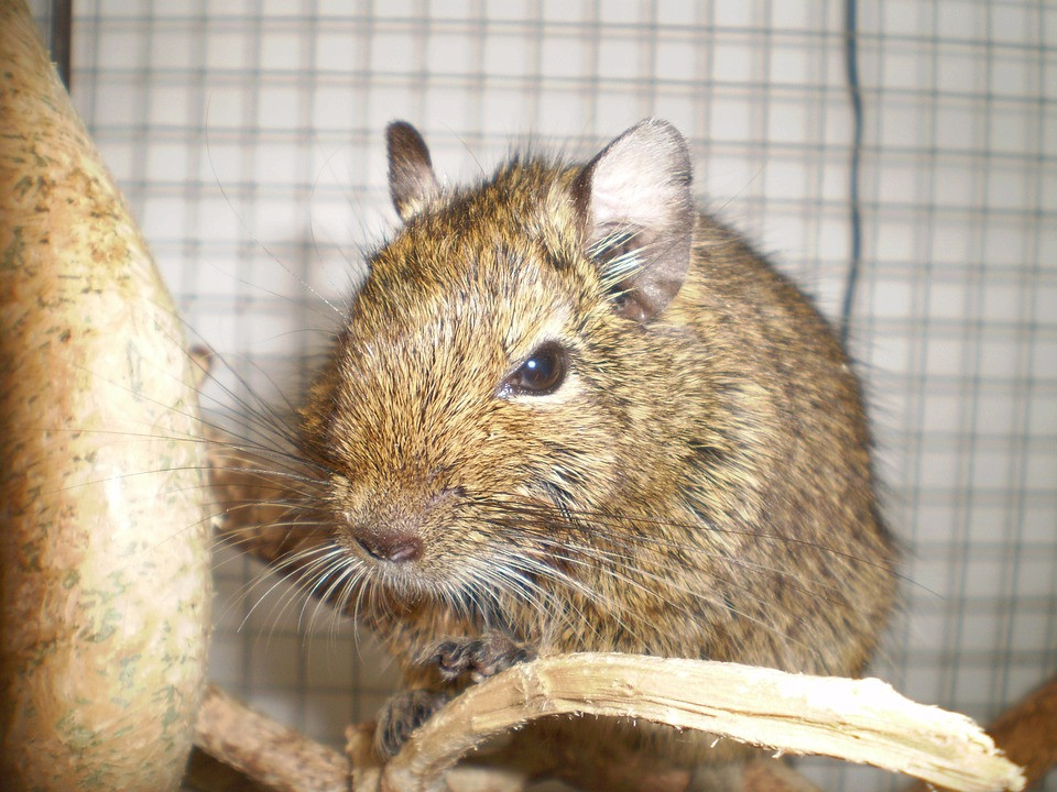 degu-287447-960-720orig