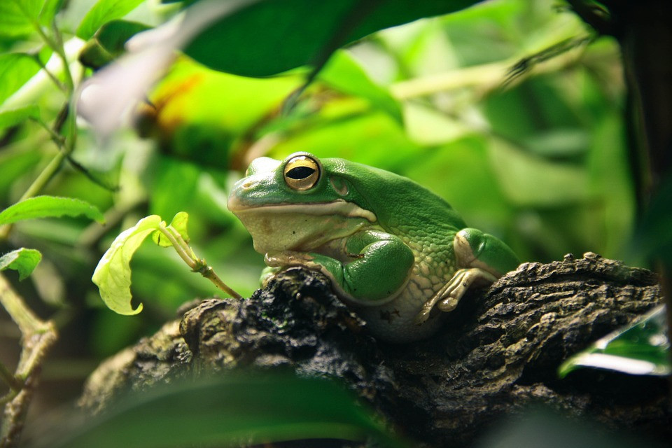 frog-663966-960-7201orig