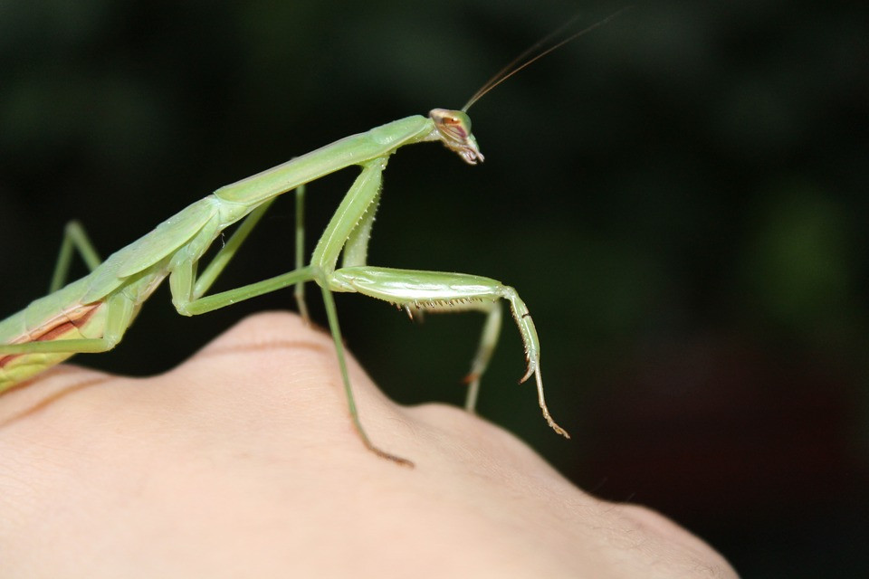 mantis-1216035-960-720orig